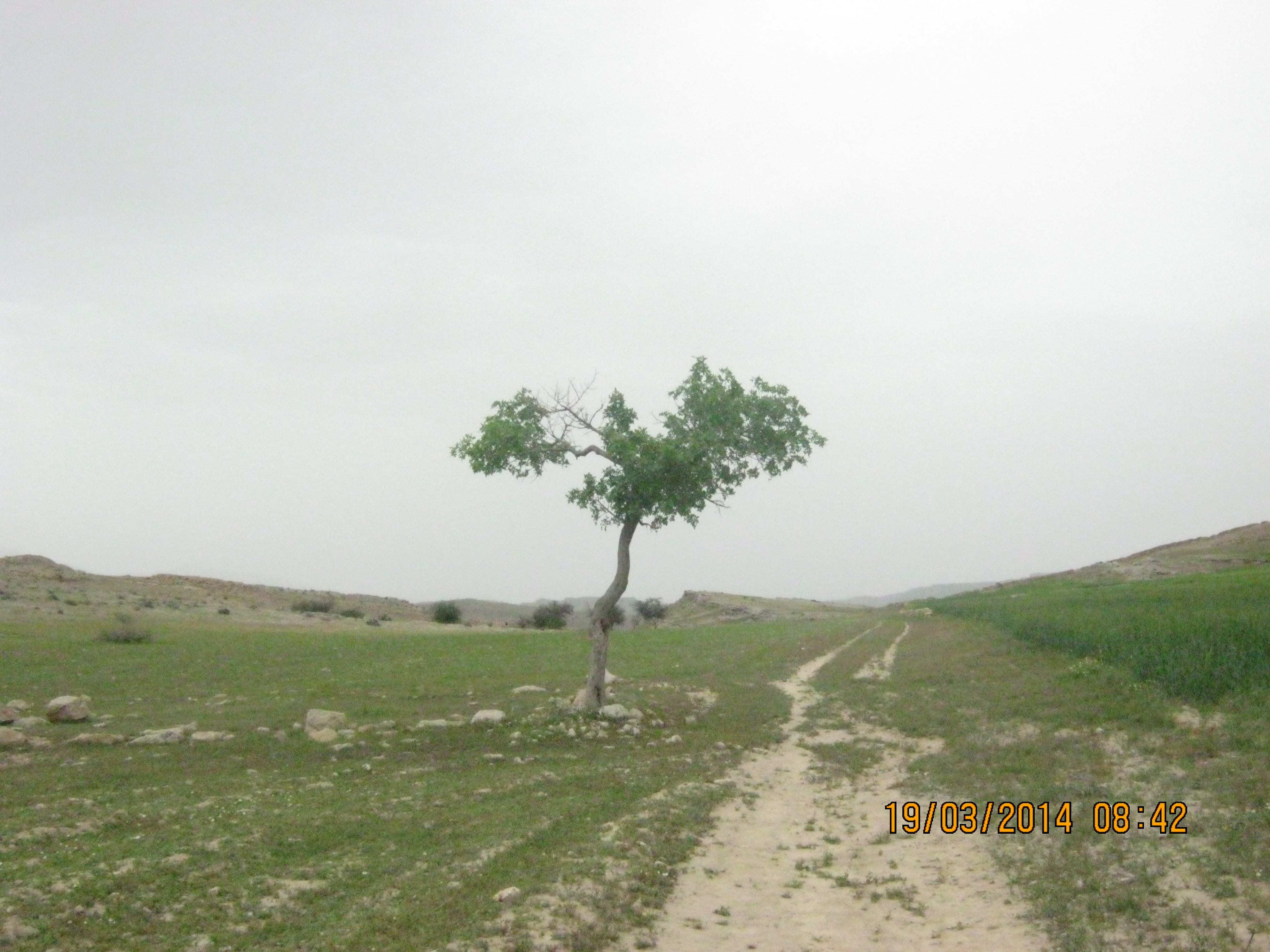 درخت زیبای بن از درختان روستا