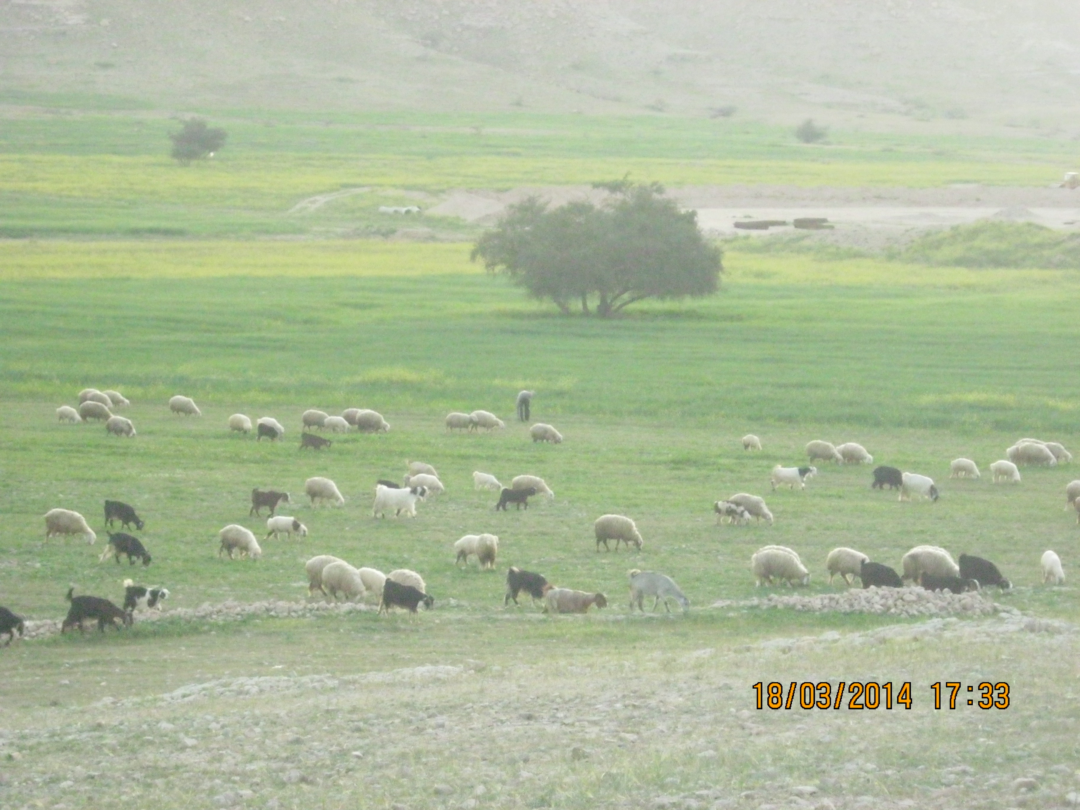 چرای گوسفندان در دشتهای روستا