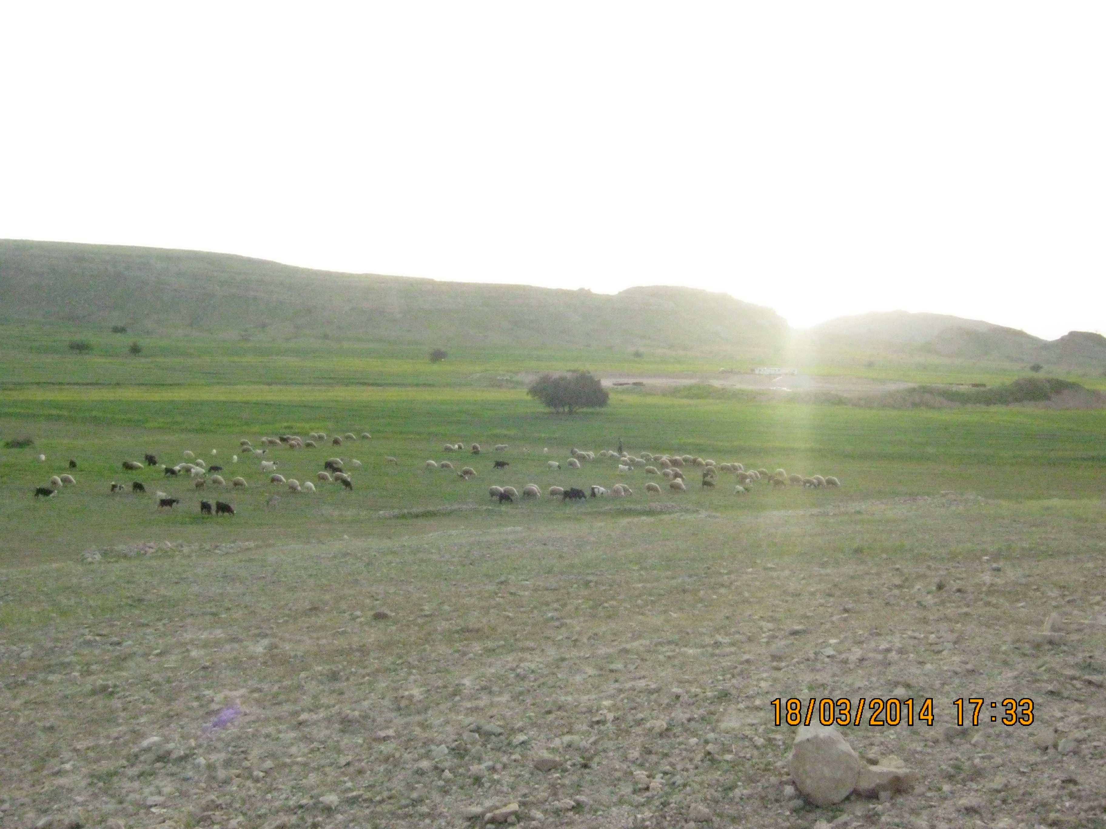 چرای گوسفندان در دشتهای روستا